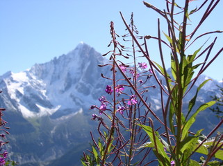 montagne fleurs