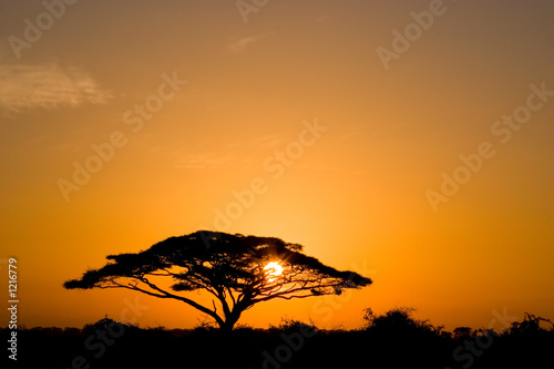 Single Acacia Tree at Sunrise, Masai Mara, Kenya скачать