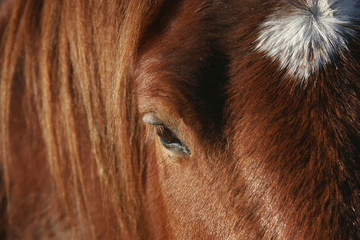 close up of horse head