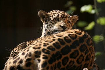 jaguar