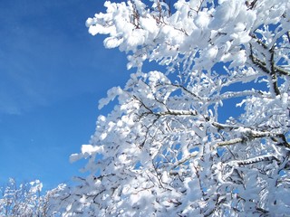 branches with snow