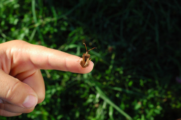 beetle on finger