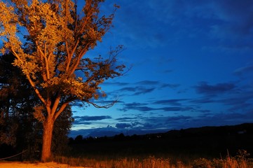 Fototapeta na wymiar krajobraz z podświetlanym drzewie