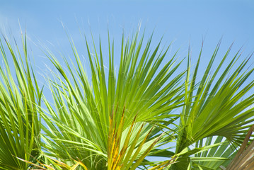 palmetto palm tree leaves and fronds © Jorge Moro