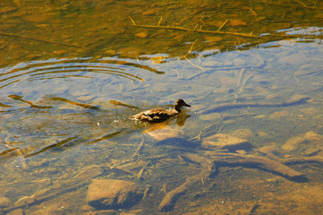 duck