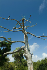 weather beaten tree at the beach