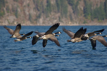 canada geese