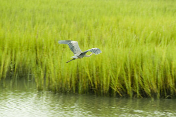 blue heron in flight over marsh