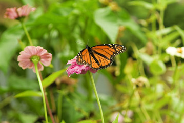 orange monarch butterfly
