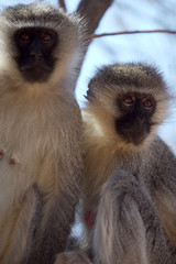 velvet monkey