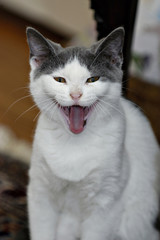 funny yawning cat