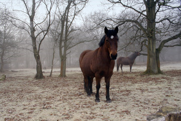 misty morning ponies