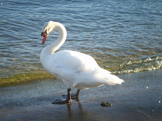 cygne fiente