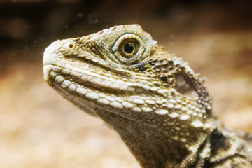 lizard head 01