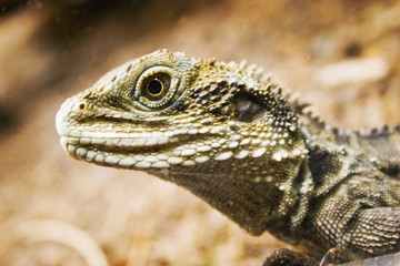 lizaed head 02