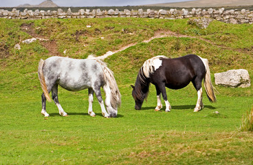 moorland ponies