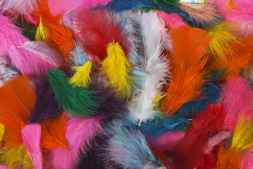 feathers