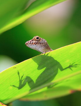 anole lizard