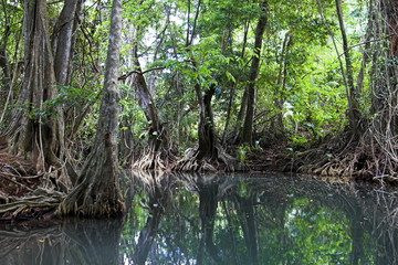 mangrove trees