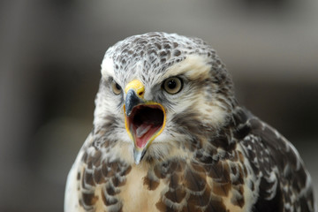 épervier/sparrowhawk