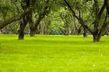 trees and meadow in park