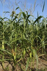 corn field