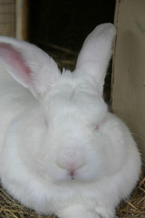 Fototapeta premium bunny
