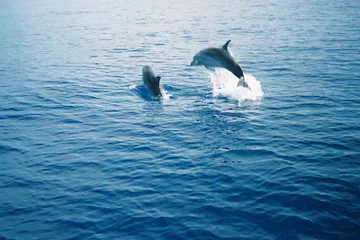 Papier Peint photo Dauphin dauphins au nez de bouteille
