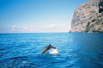 Deurstickers Dolfijn dolfijn met flesneus, tenerife