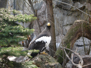 bird