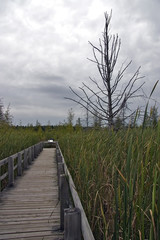 boardwalk into the bog