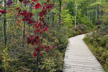 boardwalk entering the marsh.