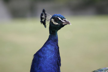 pretty as a peacock