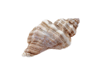 coquillage - sea shell