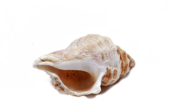 coquillage - sea shell