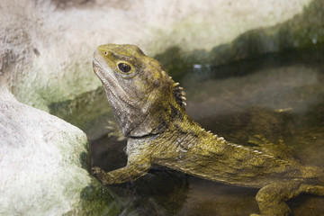 tuatara 01