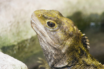 tuatara 02