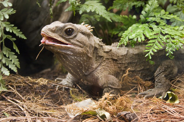 tuatara 03