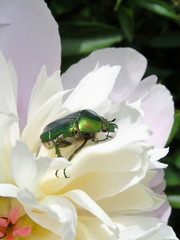 flower bug