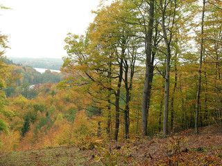 Obraz premium autumn-8