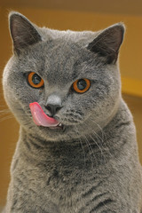 Obraz premium aimg_4994 cat licking lips