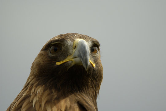 aguila