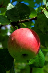 autumn apple