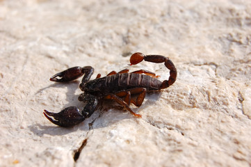 scorpion