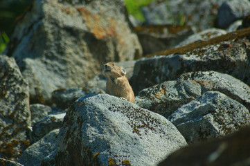 pika in the mountains