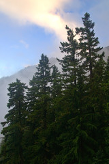 deep in the forest