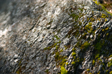 northern stone surface