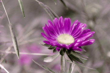 pinky flower