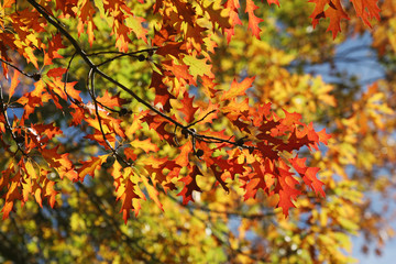 autumn leaves