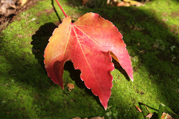 autum leaves